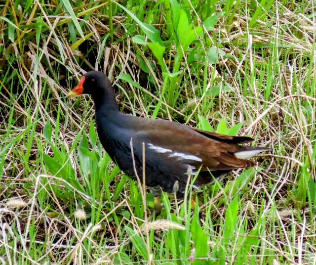 f:id:digibirds:20250424190141j:image f:id:digibirds:20250424190141j:image