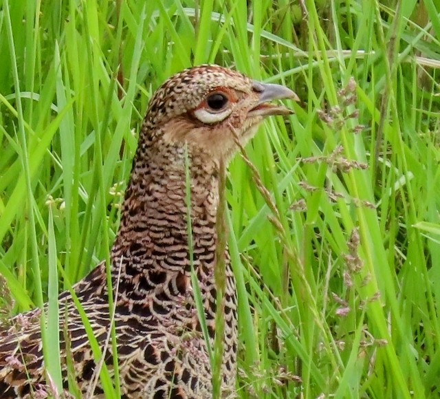 f:id:digibirds:20250509160143j:image