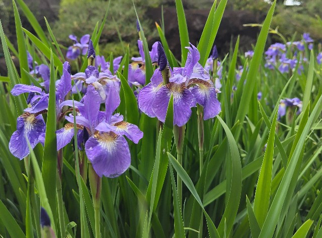 f:id:digibirds:20250511181700j:image f:id:digibirds:20250511181700j:image