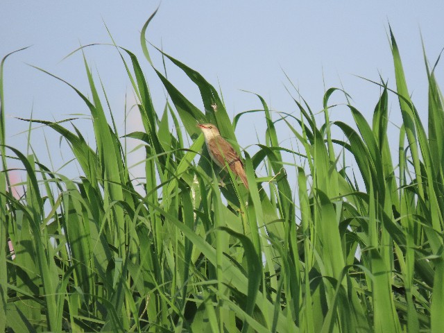 f:id:digibirds:20250513180911j:image f:id:digibirds:20250513180911j:image