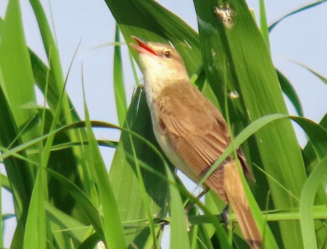 f:id:digibirds:20250513180952j:image f:id:digibirds:20250513180952j:image