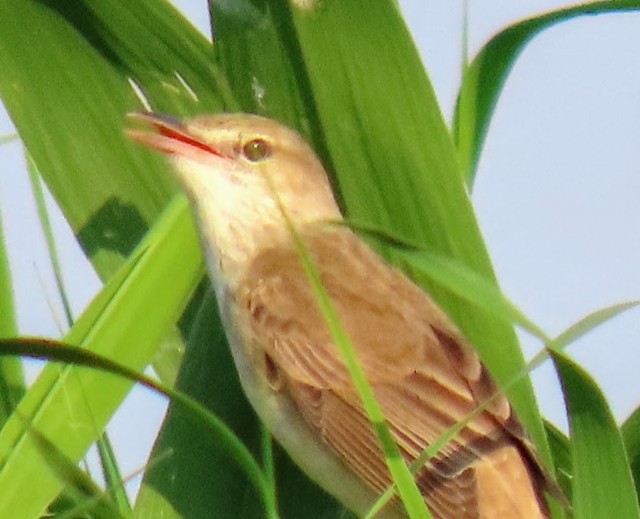 f:id:digibirds:20250513181021j:image f:id:digibirds:20250513181021j:image