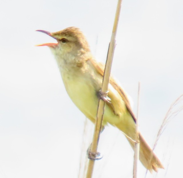 f:id:digibirds:20250514163400j:image