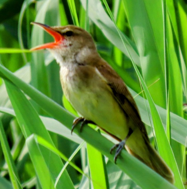 f:id:digibirds:20250515173148j:image