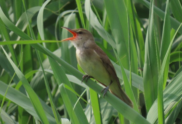 f:id:digibirds:20250515173226j:image