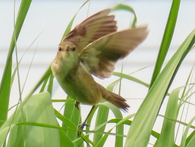 f:id:digibirds:20250516153721j:image