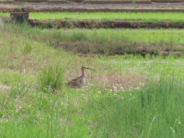 f:id:digibirds:20250516155253j:image f:id:digibirds:20250516155253j:image