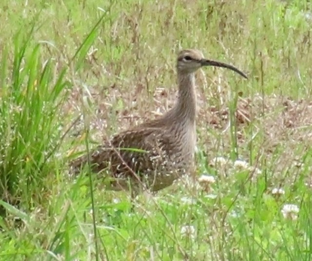 f:id:digibirds:20250516155604j:image f:id:digibirds:20250516155604j:image