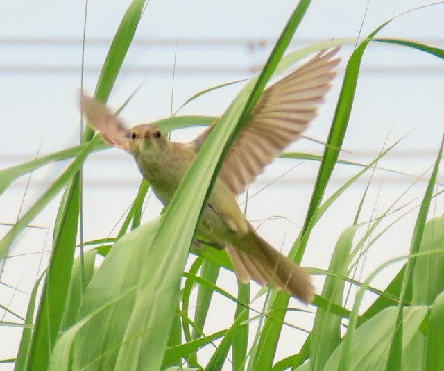 f:id:digibirds:20250519094820j:image