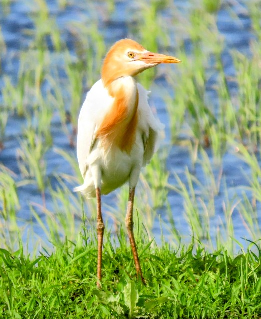 f:id:digibirds:20250521171347j:image