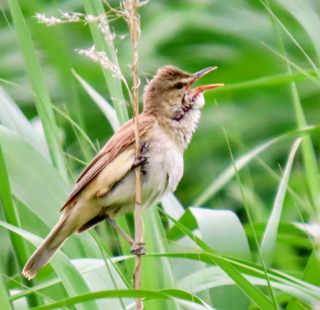 f:id:digibirds:20250523171206j:image