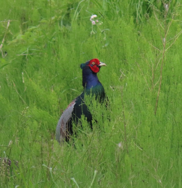 f:id:digibirds:20250523173145j:image