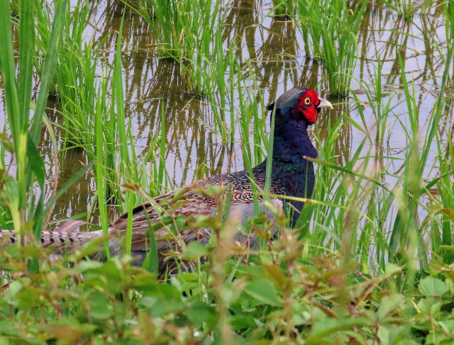 f:id:digibirds:20250526111113j:image