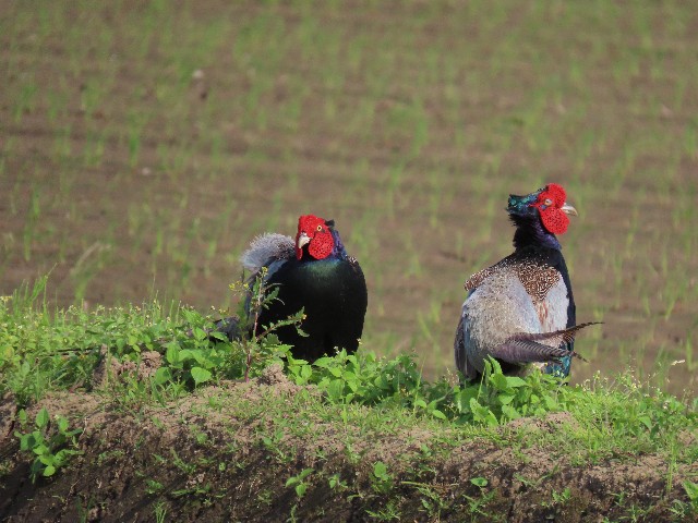f:id:digibirds:20250528181857j:image