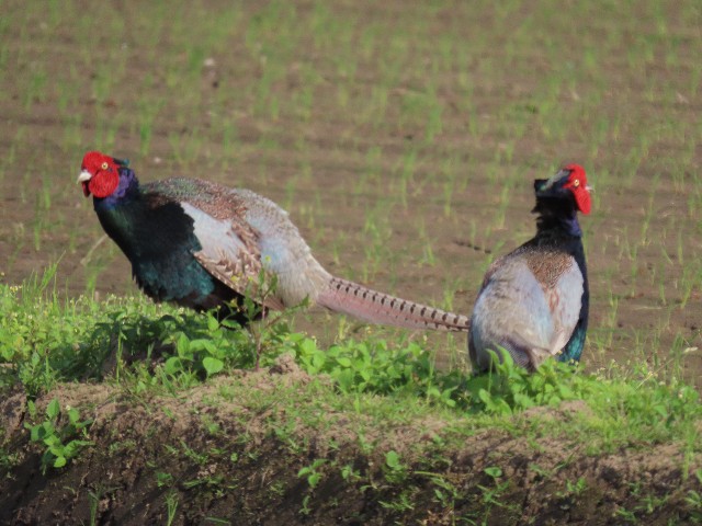 f:id:digibirds:20250528181930j:image