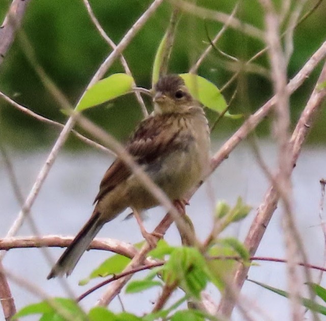 f:id:digibirds:20250529165140j:image