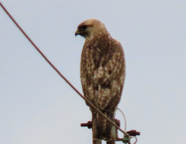 f:id:digibirds:20250604170329j:image
