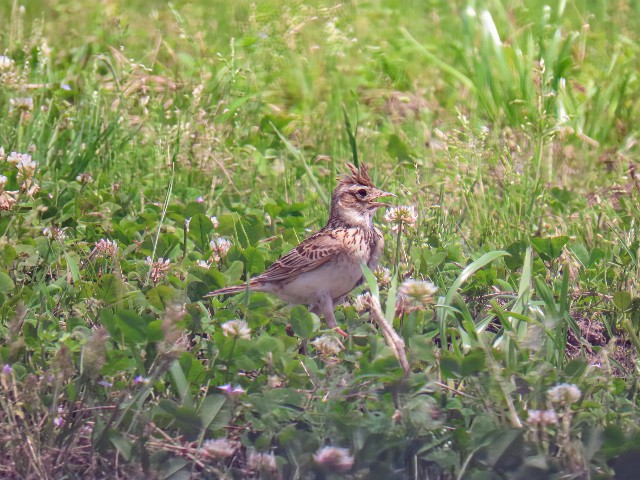f:id:digibirds:20250606150100j:image f:id:digibirds:20250606150100j:image