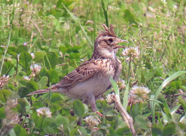 f:id:digibirds:20250606150330j:image f:id:digibirds:20250606150330j:image