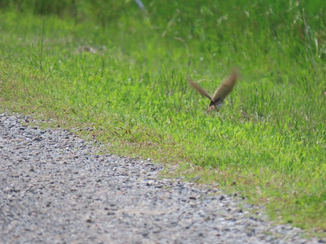 f:id:digibirds:20250606153231j:image