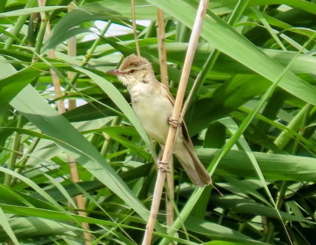 f:id:digibirds:20250609120223j:image