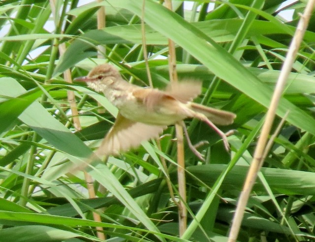 f:id:digibirds:20250609120241j:image