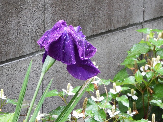 f:id:digibirds:20250611150718j:image