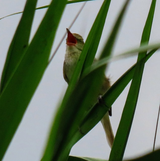 f:id:digibirds:20250620163726j:image
