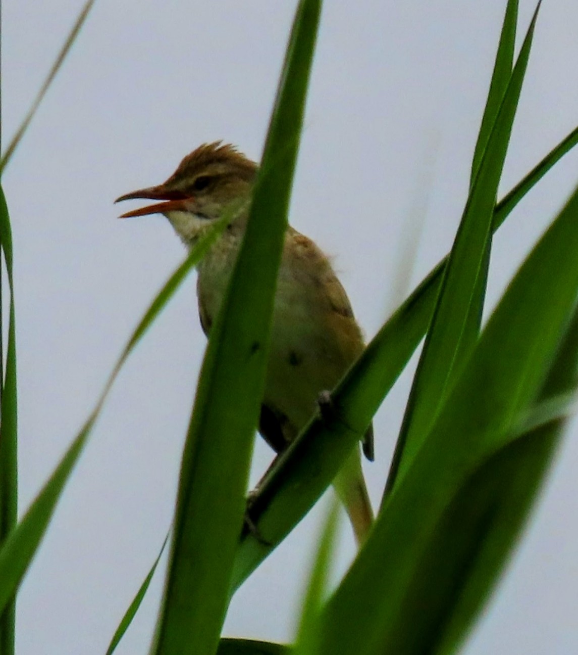 f:id:digibirds:20250620230827j:image