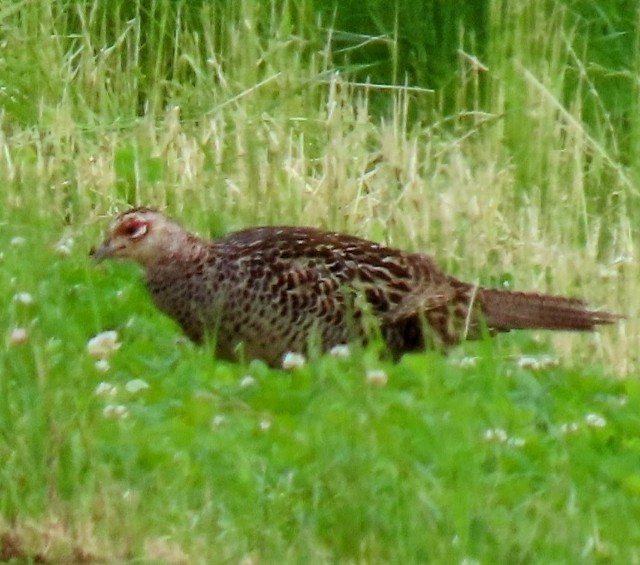 f:id:digibirds:20250621160133j:image