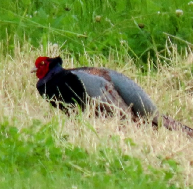 f:id:digibirds:20250621160508j:image