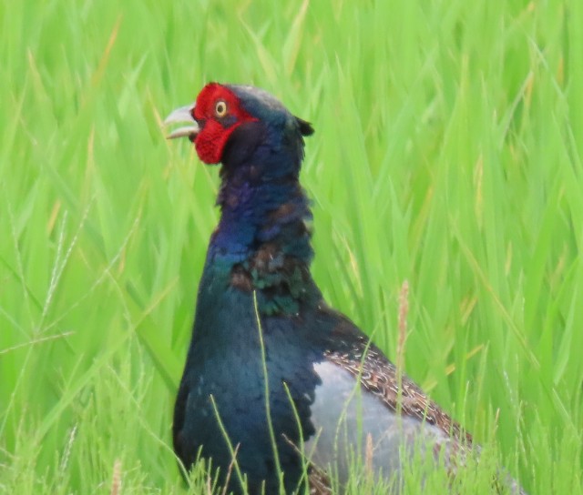 f:id:digibirds:20250624214530j:image