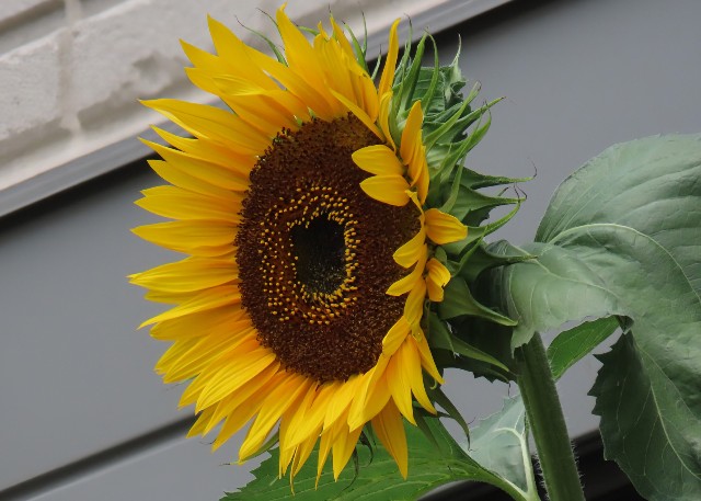 f:id:digibirds:20250702135748j:image f:id:digibirds:20250702135748j:image