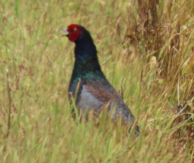 f:id:digibirds:20250702141304j:image