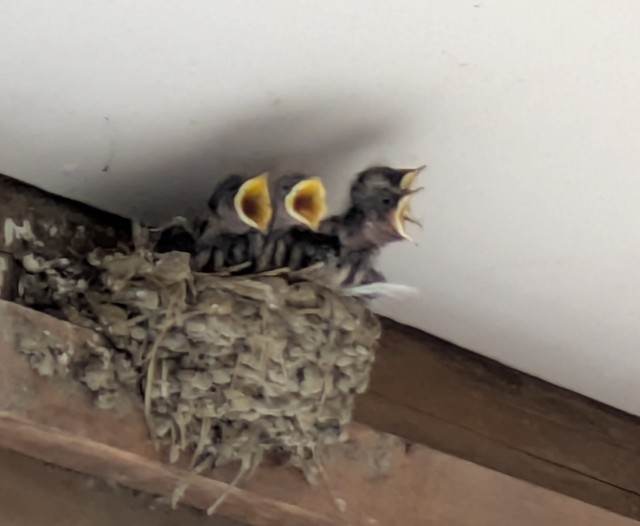 f:id:digibirds:20250712165957j:image