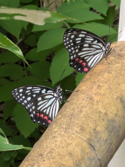 f:id:digibirds:20250715182249j:image f:id:digibirds:20250715182249j:image