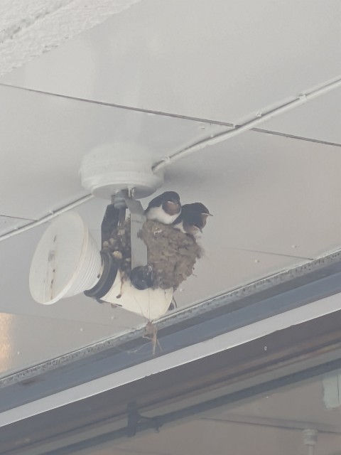 f:id:digibirds:20250716220308j:image