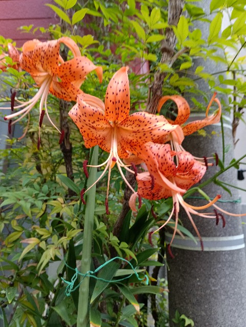 f:id:digibirds:20250717175631j:image f:id:digibirds:20250717175631j:image