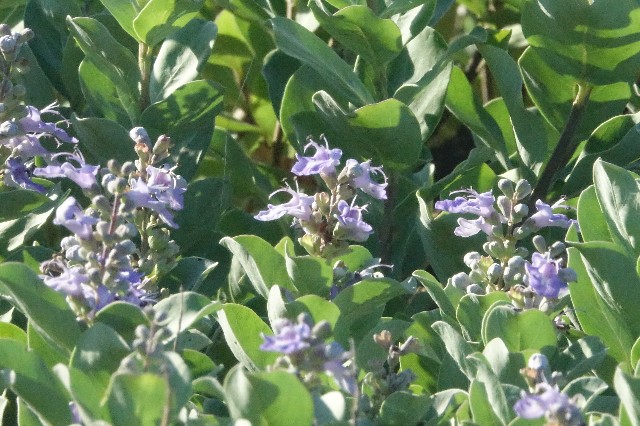 f:id:digibirds:20250721172741j:image f:id:digibirds:20250721172741j:image
