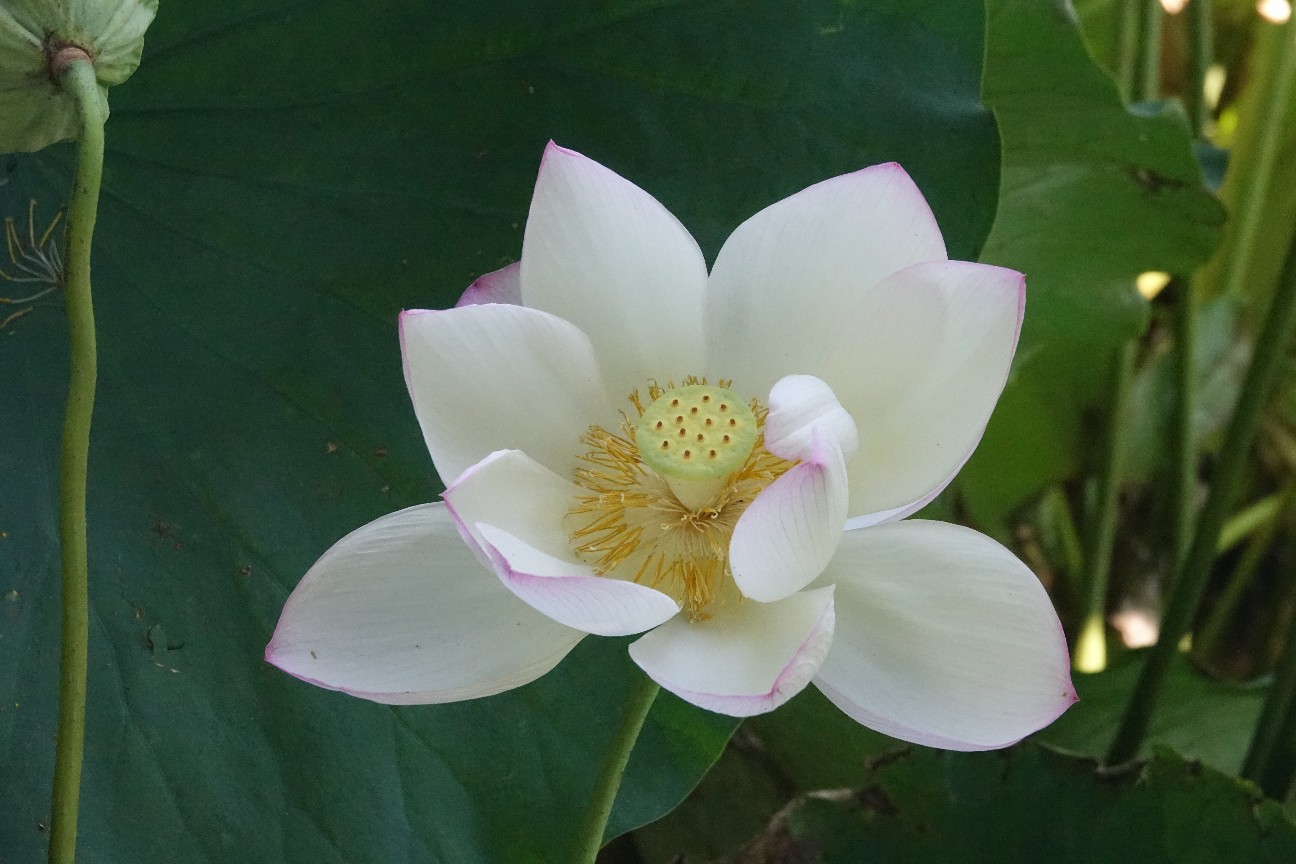 f:id:digibirds:20250727191600j:image