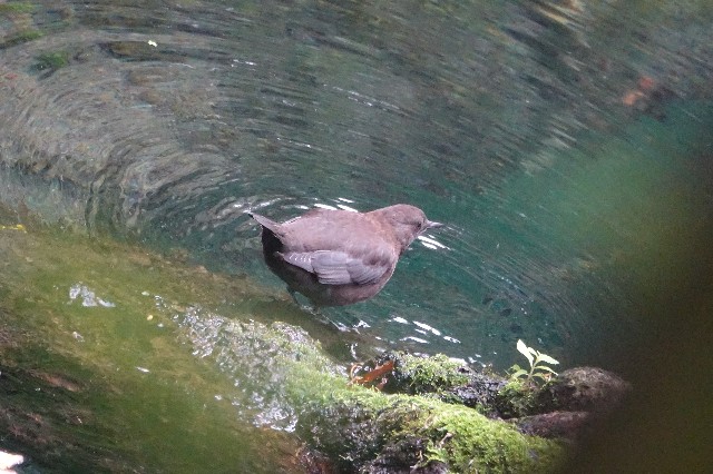 f:id:digibirds:20250817145328j:image
