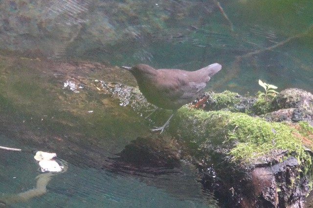 f:id:digibirds:20250817145439j:image