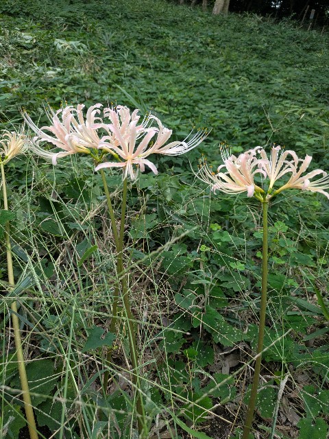f:id:digibirds:20250921145043j:image