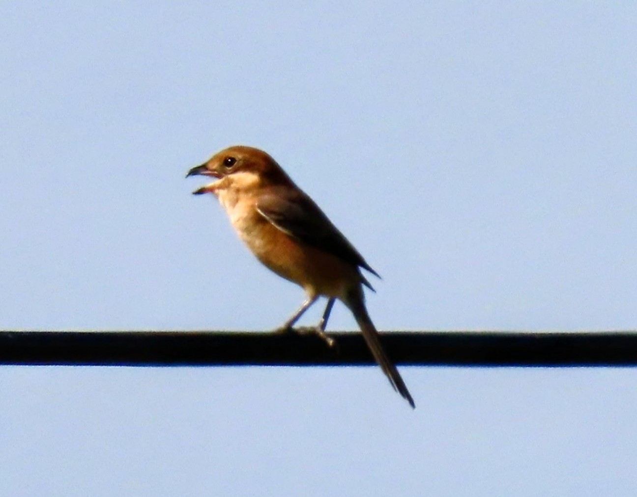 f:id:digibirds:20250926145501j:image f:id:digibirds:20250926145501j:image