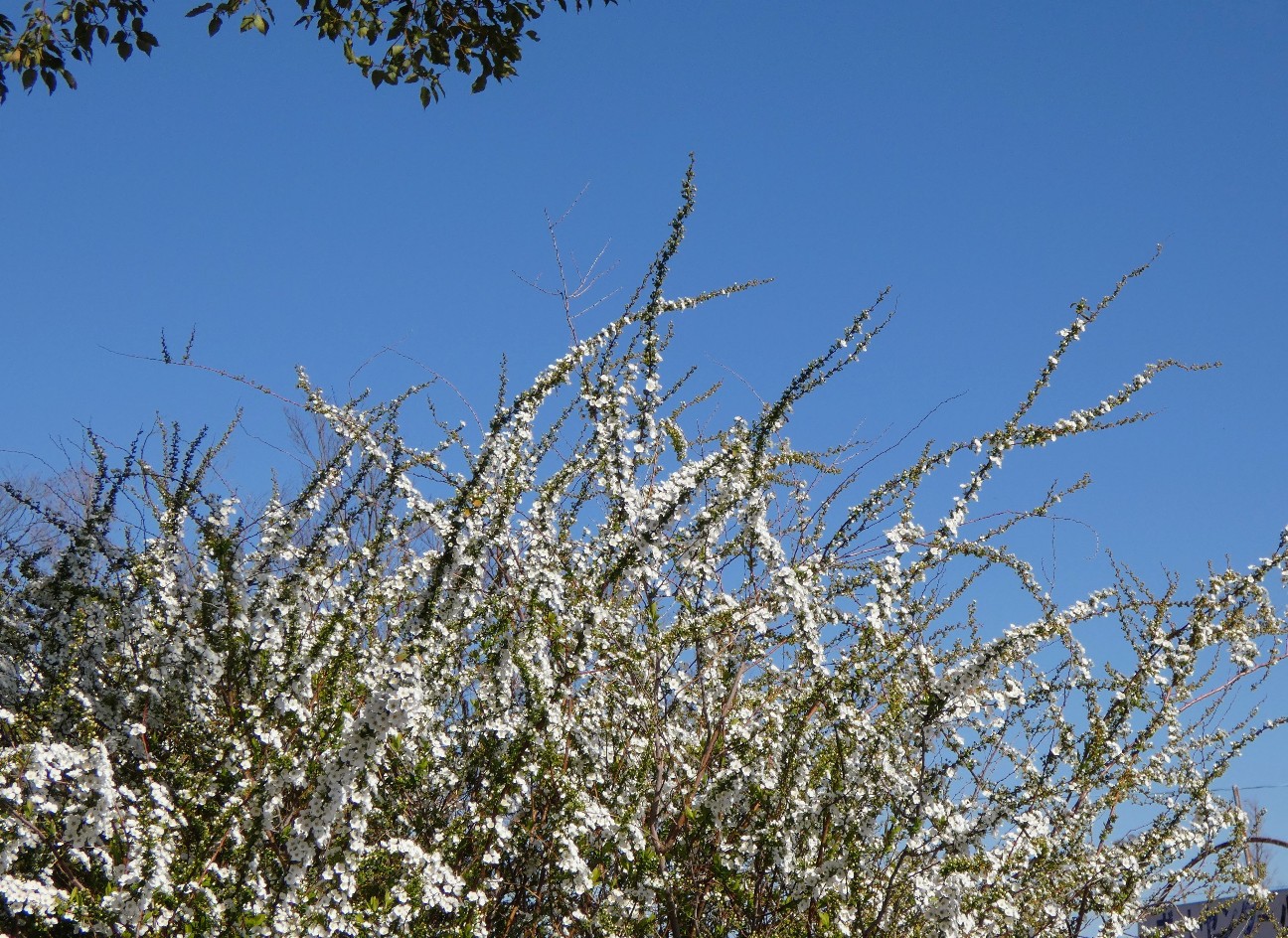 f:id:digibirds:20260312154419j:image f:id:digibirds:20260312154419j:image
