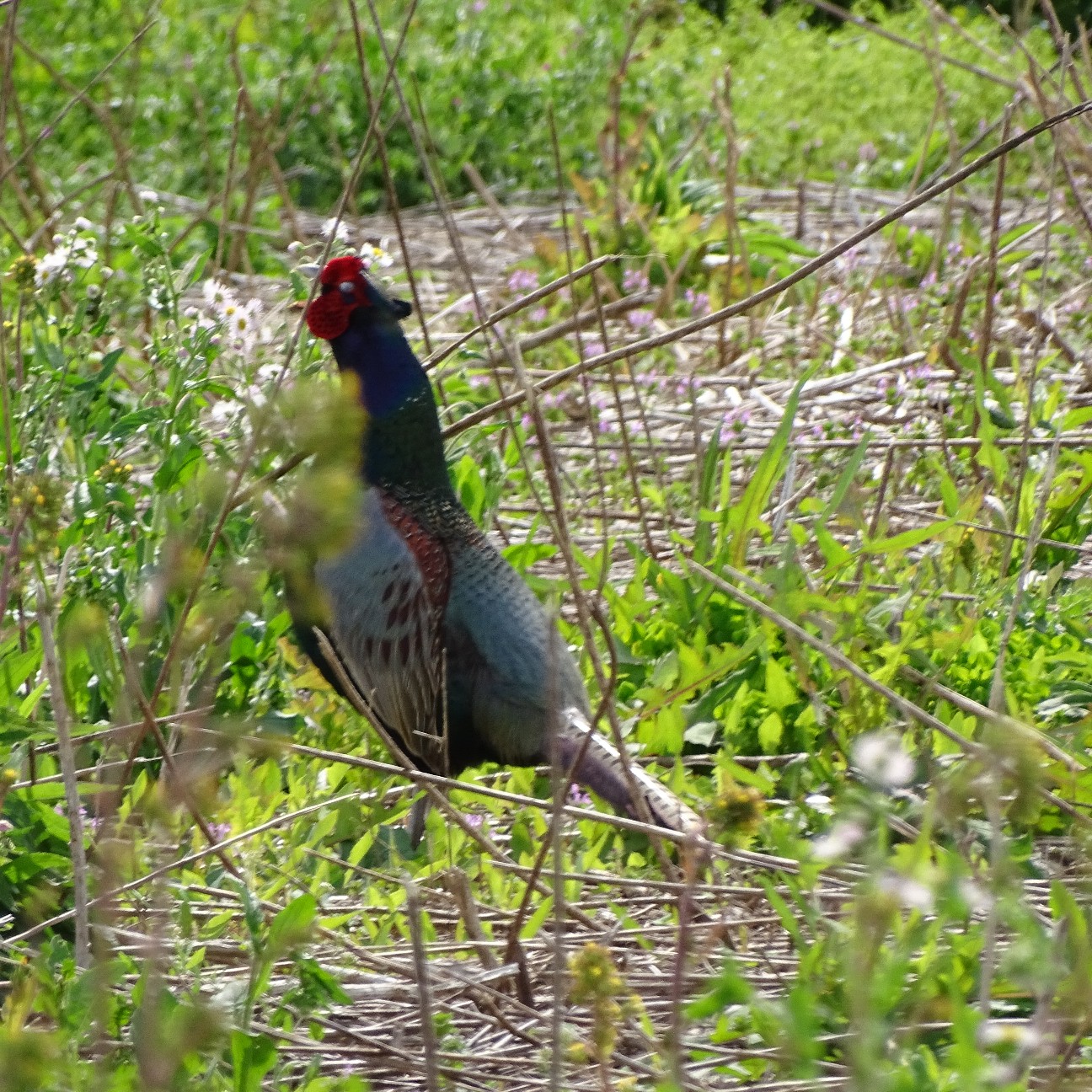 f:id:digibirds:20260417153114j:image