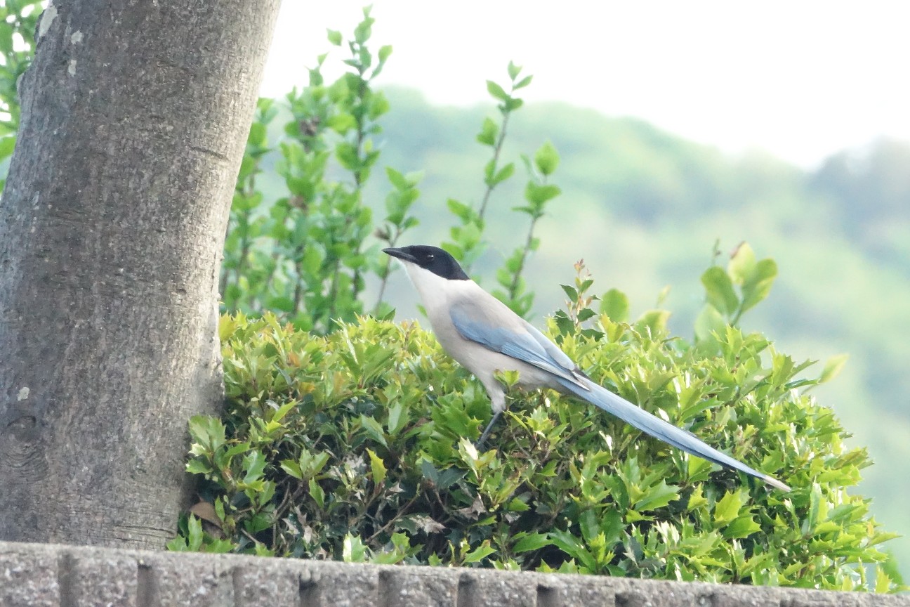 f:id:digibirds:20260421092839j:image f:id:digibirds:20260421092839j:image
