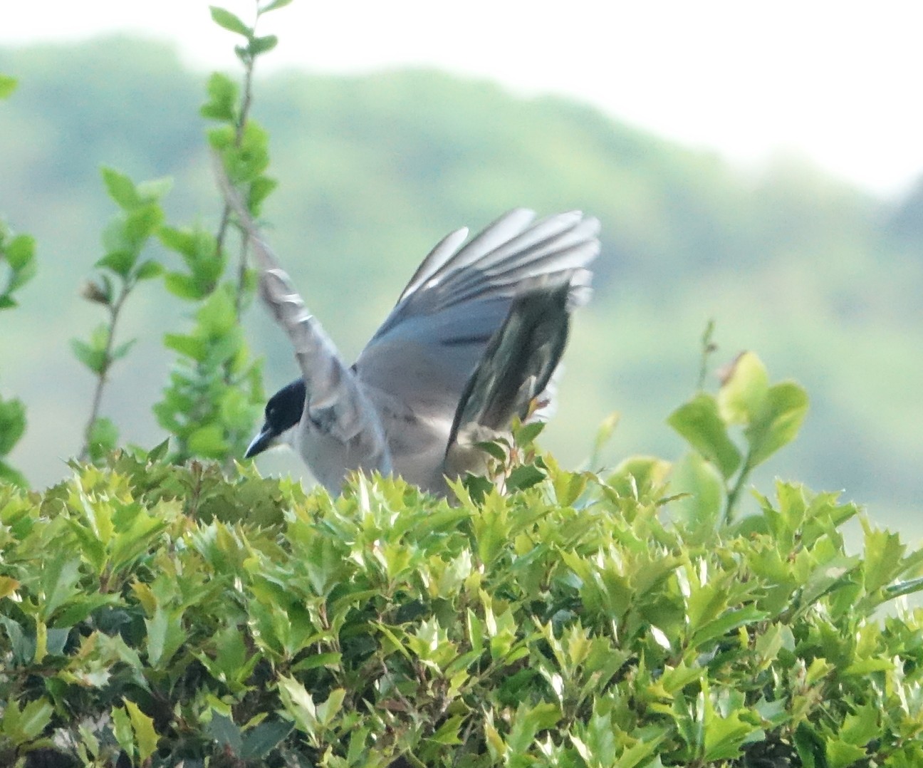 f:id:digibirds:20260421112354j:image f:id:digibirds:20260421112354j:image