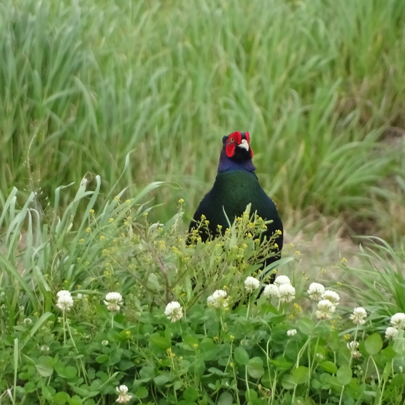 f:id:digibirds:20260422204843j:image