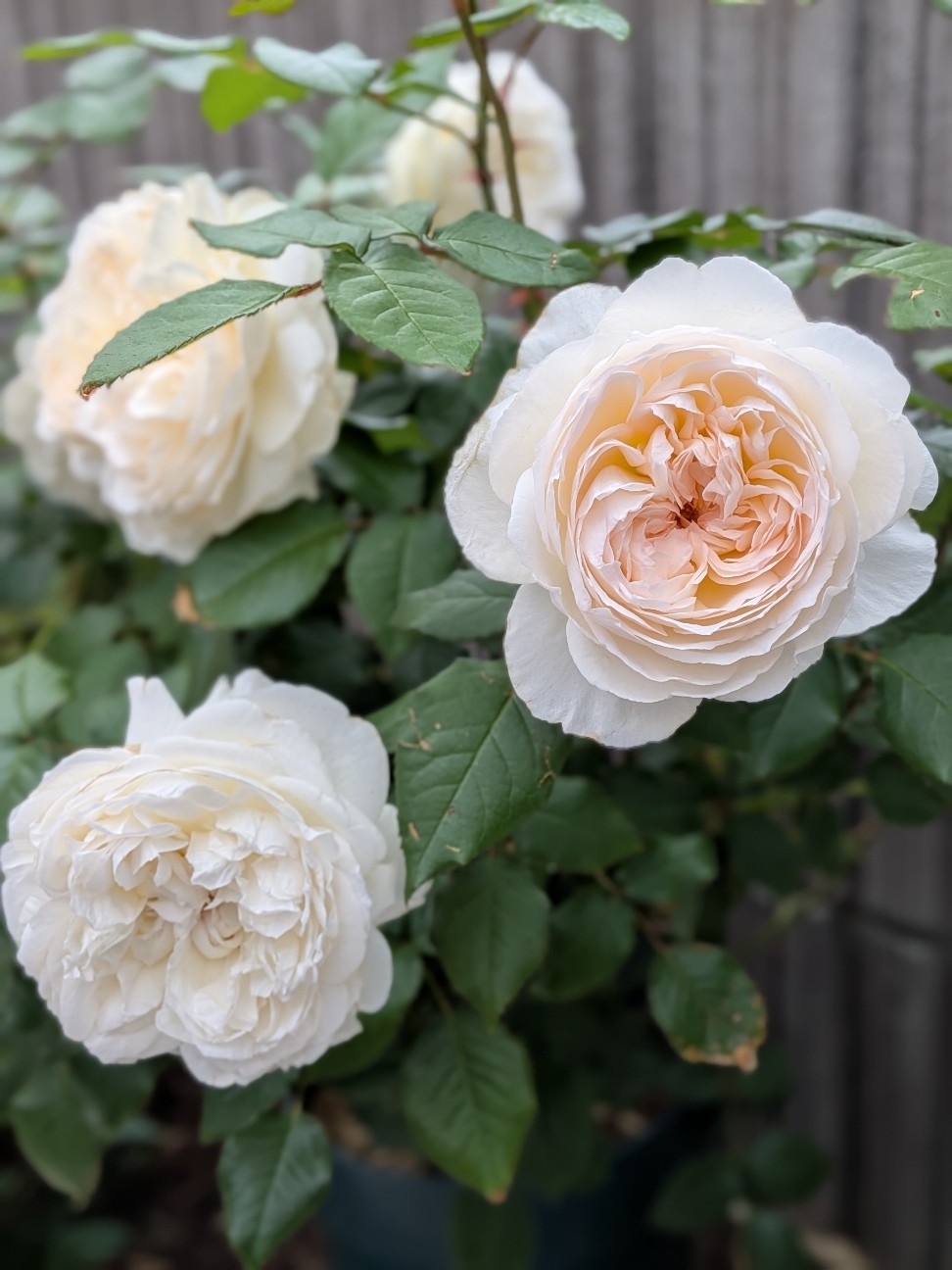 白い薔薇 - なかなかなかね野鳥と自然の写真館
